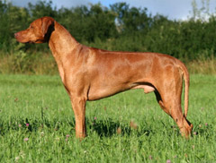 Rhodesian Ridgeback