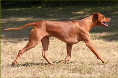 Rhodesian Ridgeback