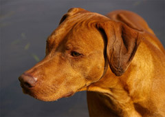 Rhodesian Ridgeback