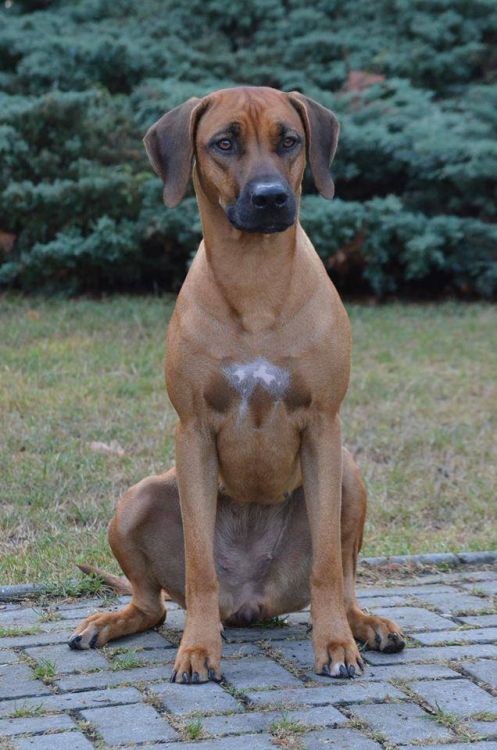 Rhodesian Ridgeback