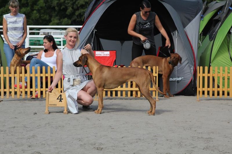 Rhodesian Ridgeback