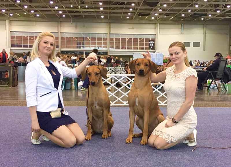 Rhodesian Ridgeback