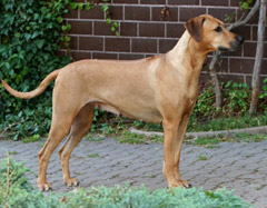 Rhodesian Ridgeback