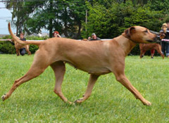 Rhodesian Ridgeback