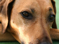 Rhodesian Ridgeback