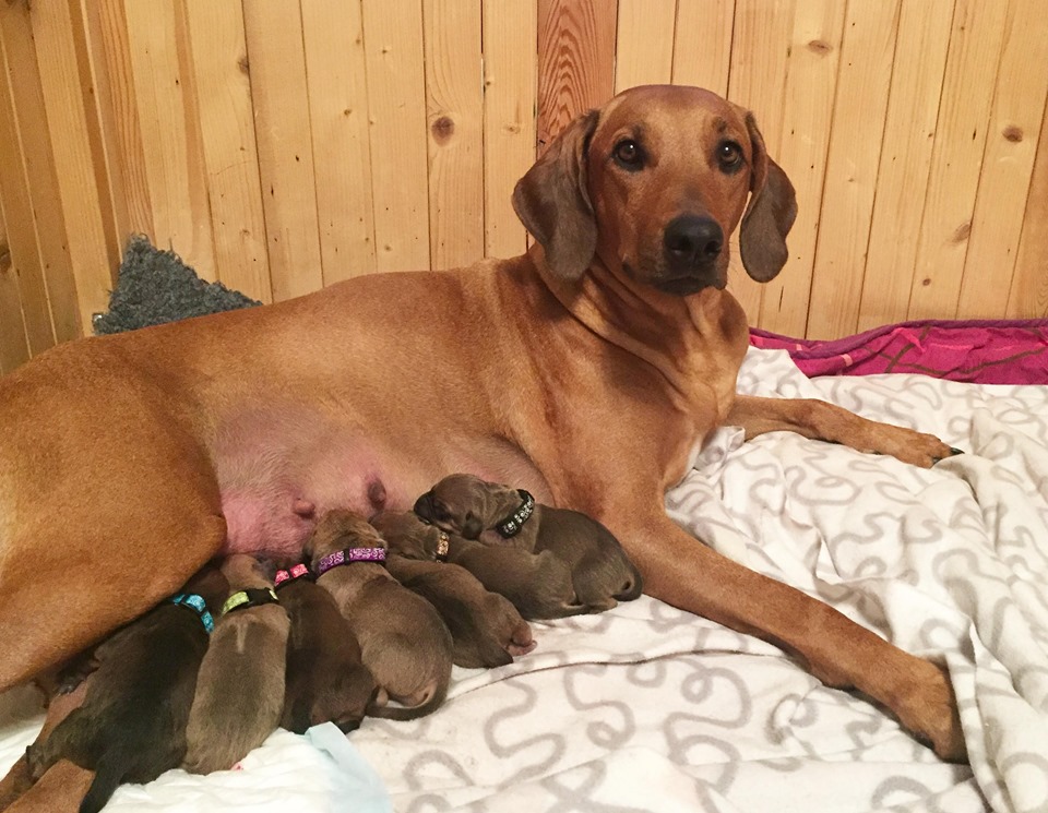 Rhodesian Ridgeback