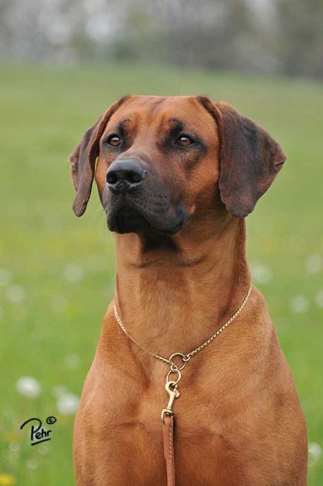 Rhodesian Ridgeback