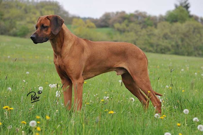 Rhodesian Ridgeback