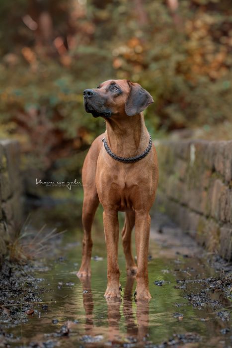 Rhodesian Ridgeback