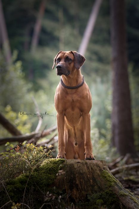 Rhodesian Ridgeback