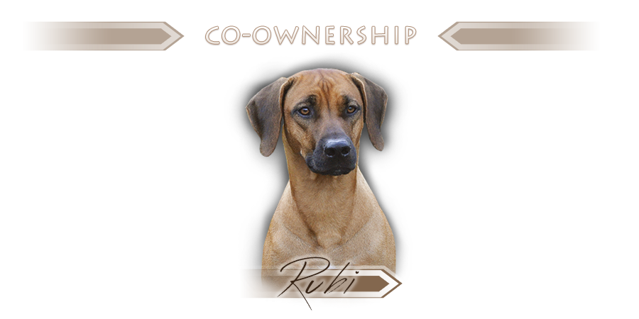 Rhodesian ridgeback  - Coowned bitches in kennel Kaweria