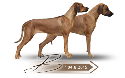 Kaweria vrh B Rhodézsky ridgeback