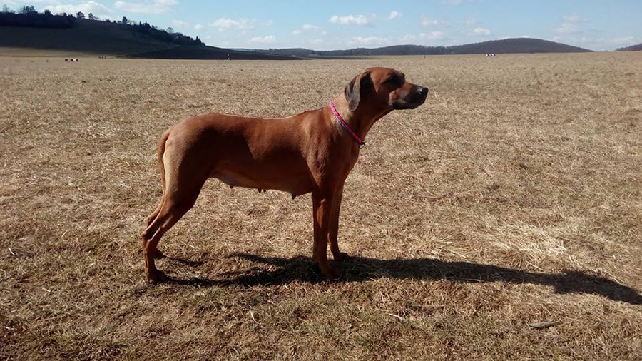 Rhodesian Ridgeback