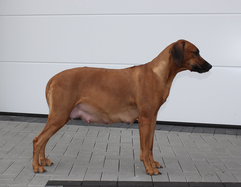 Rhodesian Ridgeback